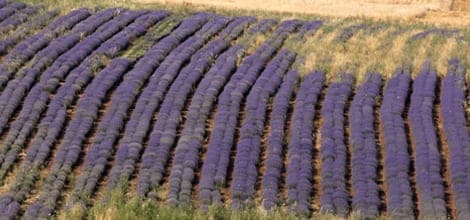 Развитие культуры выращивания органических греческих трав и партнерство с местными фермерами по всей Греции.