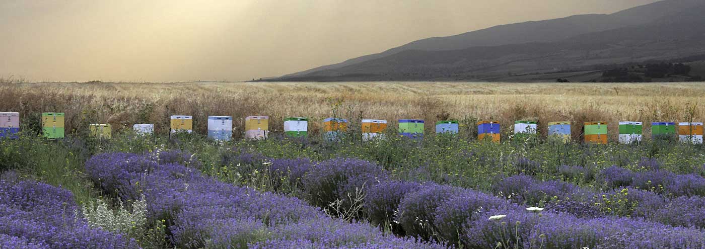 Тестирование на животных