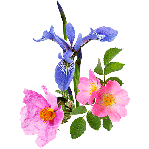 Экстракты цветов