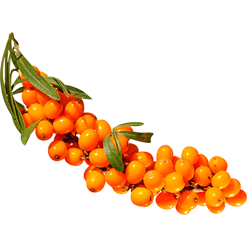 Комплекс Hippophae TC