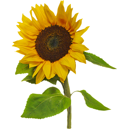 Масло подсолнечника