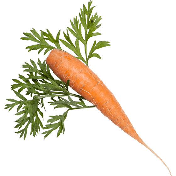 Экстракт моркови